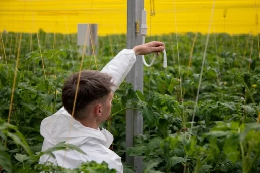 Assisting Growers with Decision-Making