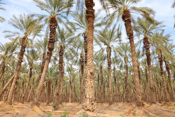 palm grove