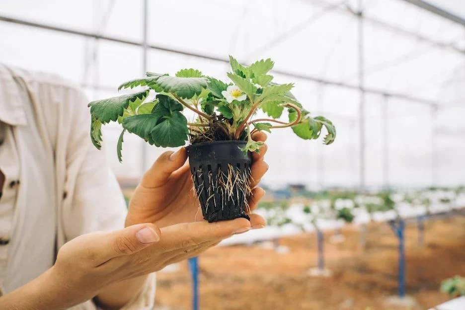 a seedling hold mid-air in somebody's hands