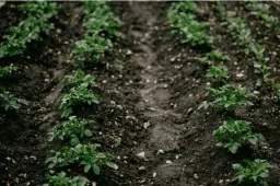 Toprak sürdürülebilirliği neToprak sürdürülebilirliği neden artık her zamankinden daha önemli?den artık her zamankinden daha önemli?