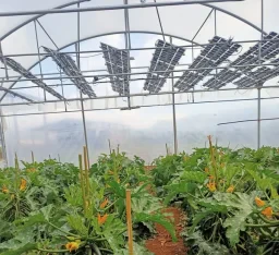 Serada Güneş Enerjisi ve Sebze Hasadı