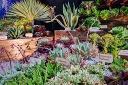 A Succulent with an Olympic Flavour