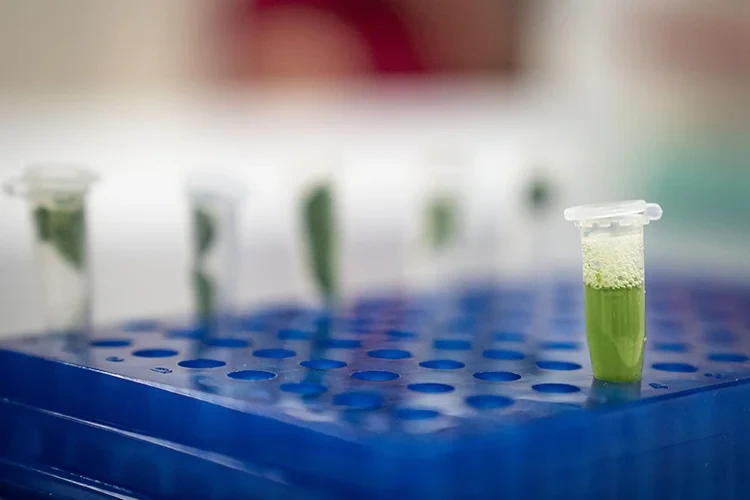 Chemical-free Drought-Resistant Solution