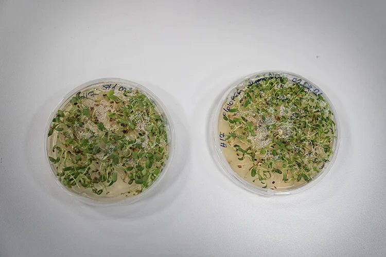 Chemical-free Drought-Resistant Solution