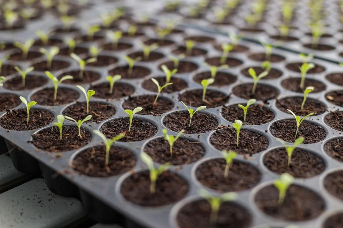 hydroponic produce