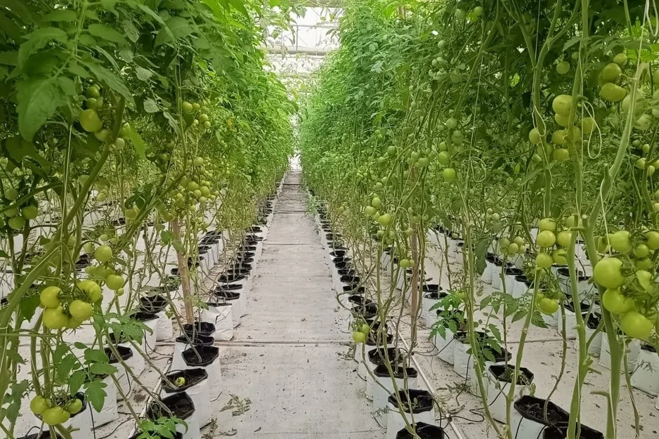 Upscaling Hydroponics in India