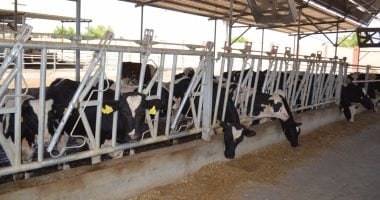 Egypt's agricultural exports